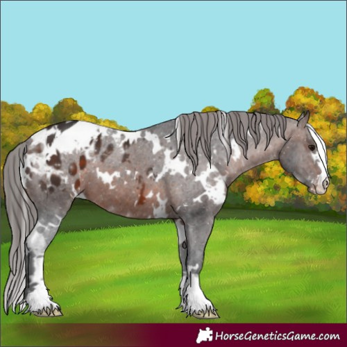 Horse Color:White Spotted Brown Appaloosa 