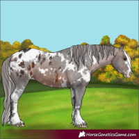 Horse Color:White Spotted Brown Appaloosa