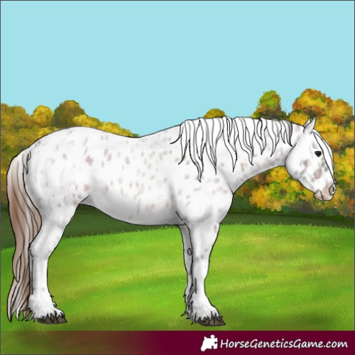 Horse Color:Brown Ice Roan Appaloosa