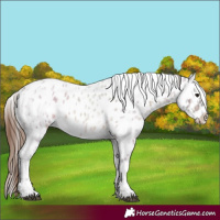 Horse Color:Brown Ice Roan Appaloosa 