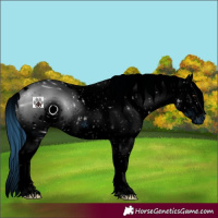 Horse Color:ERROR: UNKNOWN ANOMALY