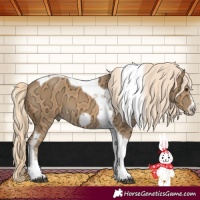 Horse Color:Palomino Ice Tobiano Frame