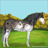 Horse Color:Platinum Brown Dun Sabino 