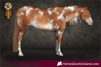 Horse Color:Gray White Spotted Gold Champagne Rabicano 