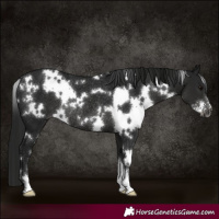 Horse Color:Gray White Spotted Black Sabino Rabicano