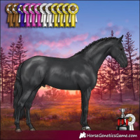 Horse Color:Black 