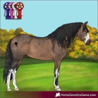 Horse Color:Liver Red Dun  and Brown Dun Sabino 