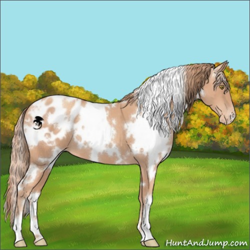 Horse Color:White Spotted Gold Champagne Appaloosa 