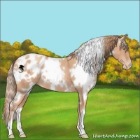 Horse Color:White Spotted Gold Champagne Appaloosa 