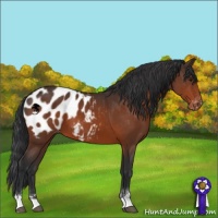 Horse Color:Brown Sabino Appaloosa 