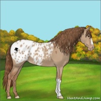 Horse Color:Red Dun Appaloosa 