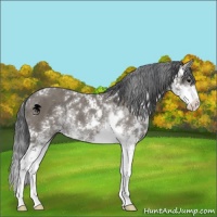 Horse Color:Grullo Sabino 