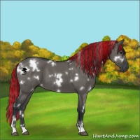 Horse Color:Painted White Spotted Grullo Sabino 