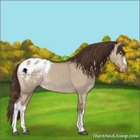Horse Color:Liver Red Dun Appaloosa 