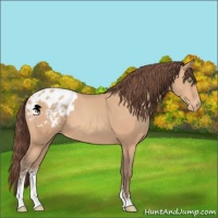 Horse Color:Amber Champagne Sabino Appaloosa 