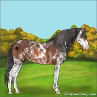 Horse Color:Bay Sabino 