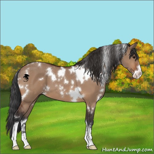 Horse Color:White Spotted Bay Dun Sabino