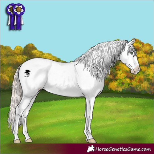 Horse Color:Gold Champagne Dun Appaloosa 