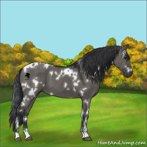 Horse Color:White Spotted Grullo Sabino 