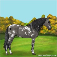 Horse Color:White Spotted Grullo Sabino