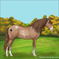 Horse Color:Brown Pearl Sabino Varnish 