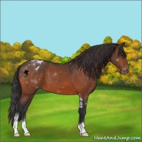 Horse Color:Brown Sabino Varnish 