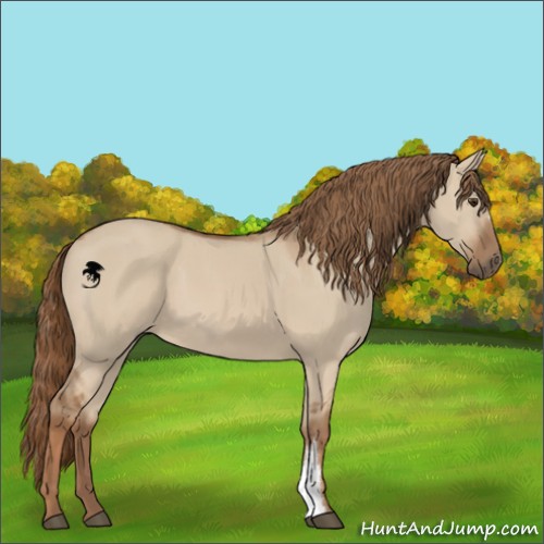Horse Color:Red Dun 