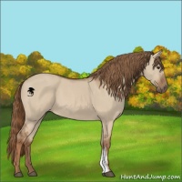 Horse Color:Red Dun 