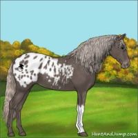 Horse Color:Silver Black Appaloosa 