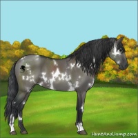 Horse Color:White Spotted Grullo 