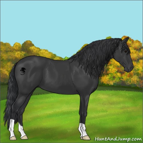 Horse Color:Black 
