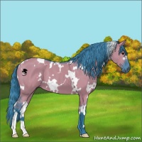 Horse Color:Watercolor White Spotted Grullo 