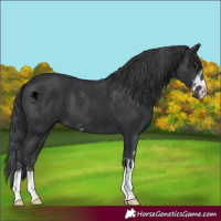 Horse Color:Black Sabino 