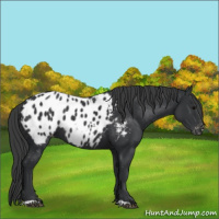 Horse Color:Black Appaloosa