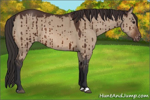 Horse Color:Brown Dun Varnish Brindle 