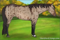 Horse Color:Brown Dun Varnish Brindle 