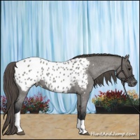 Horse Color:Grullo Roan Tobiano Appaloosa 