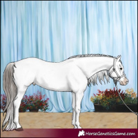 Horse Color:Blue Roan Tobiano Appaloosa