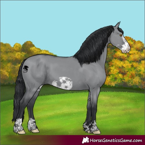 Horse Color:Grullo Chinchilla Frame 