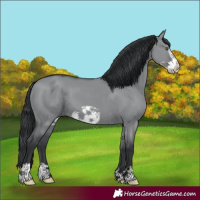 Horse Color:Grullo Chinchilla Frame 