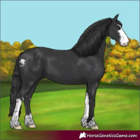 Horse Color:Black  and White Spotted Black 