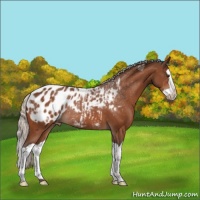 Horse Color:Silver Brown Splash Appaloosa Rabicano 