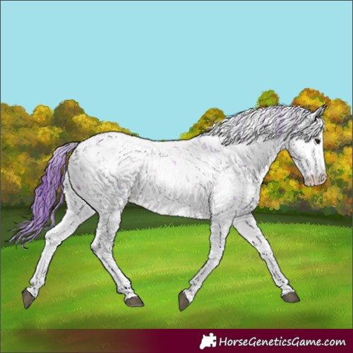 Horse Color:Watercolor Bay Sabino 