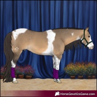 Horse Color:Buckskin Dun Sabino Tobiano