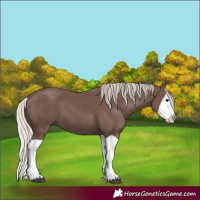 Horse Color:Silver Black Splash