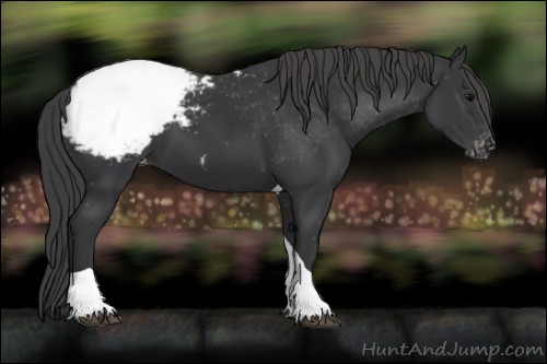 Horse Color:Black Tobiano Appaloosa 