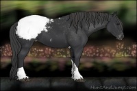 Horse Color:Black Tobiano Snowcap