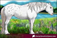 Horse Color:Grullo Ice Onyx Appaloosa 