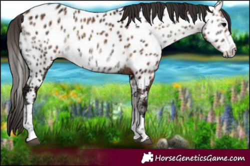 Horse Color:Brown Ice Onyx Near Leopard 