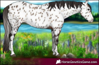 Horse Color:Brown Ice Onyx Appaloosa 